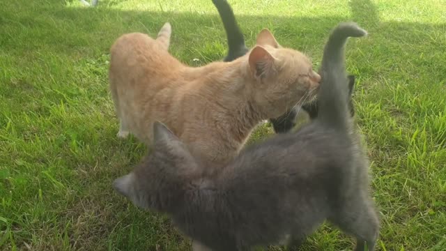 Cat Playing With Mother
