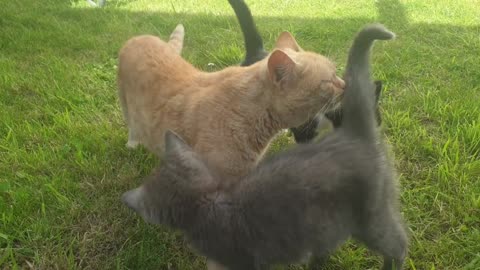 Cat Playing With Mother