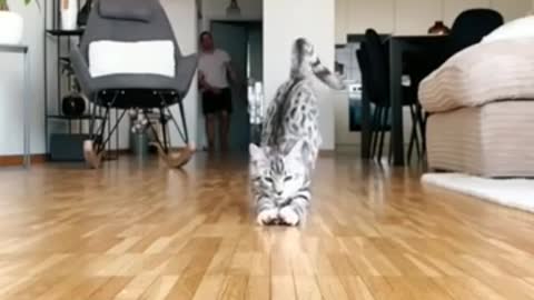 Cute cat funny video