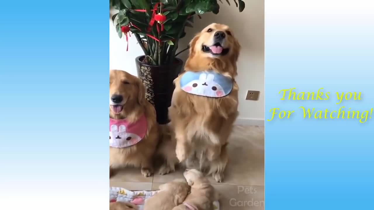 Cute Pets And Funny Animals Compilation HHHHH