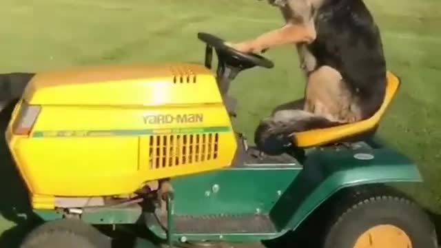 HAVE YOU NEVER SEEN A GERMAN SHEPHERD DRIVING?