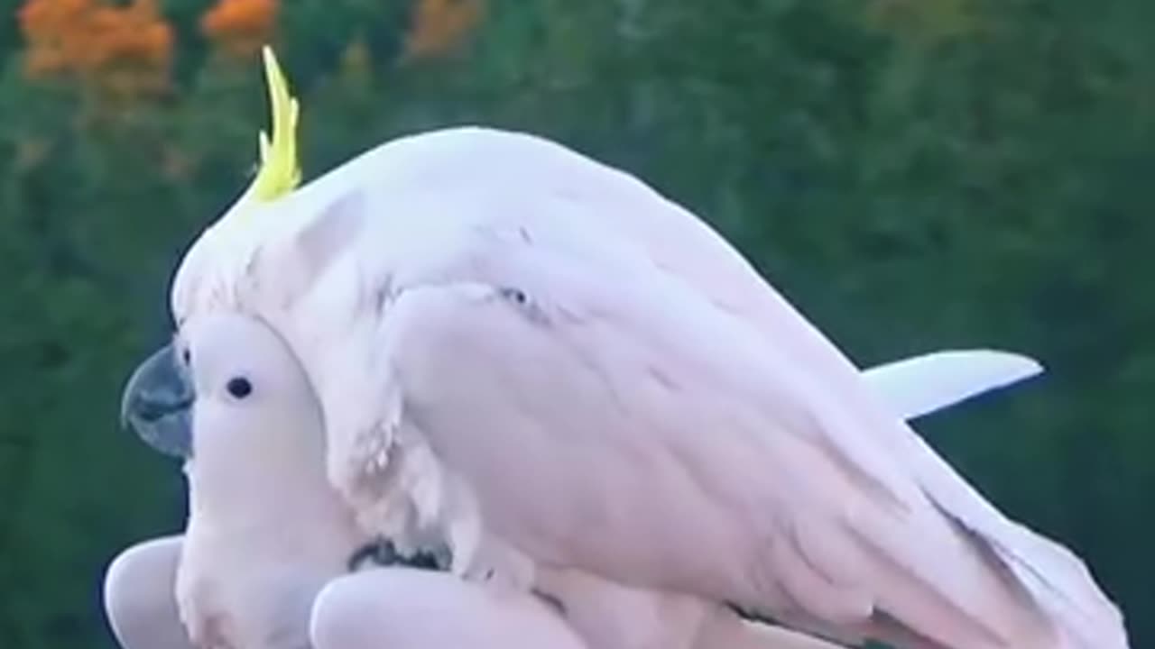 Sweet & Funny Cockatoo Making Love,,Whith Breeding‼️🦅