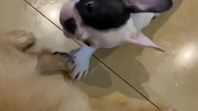 Bacon's lesson #2 how to get someone attention!