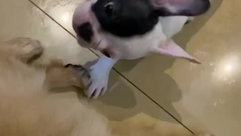 Bacon's lesson #2 how to get someone attention!