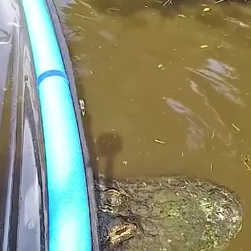 That moment you realize your canoe is stuck on an alligators back