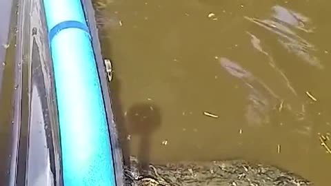 That moment you realize your canoe is stuck on an alligators back