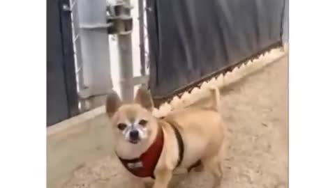 Funniest Animals -- - Best Of The 2020 Funny Animal Videos -- - Cutest Animals Ever()