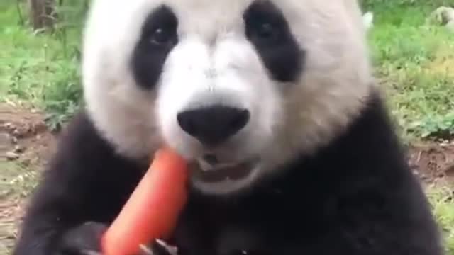 The lovely panda is eating carrots