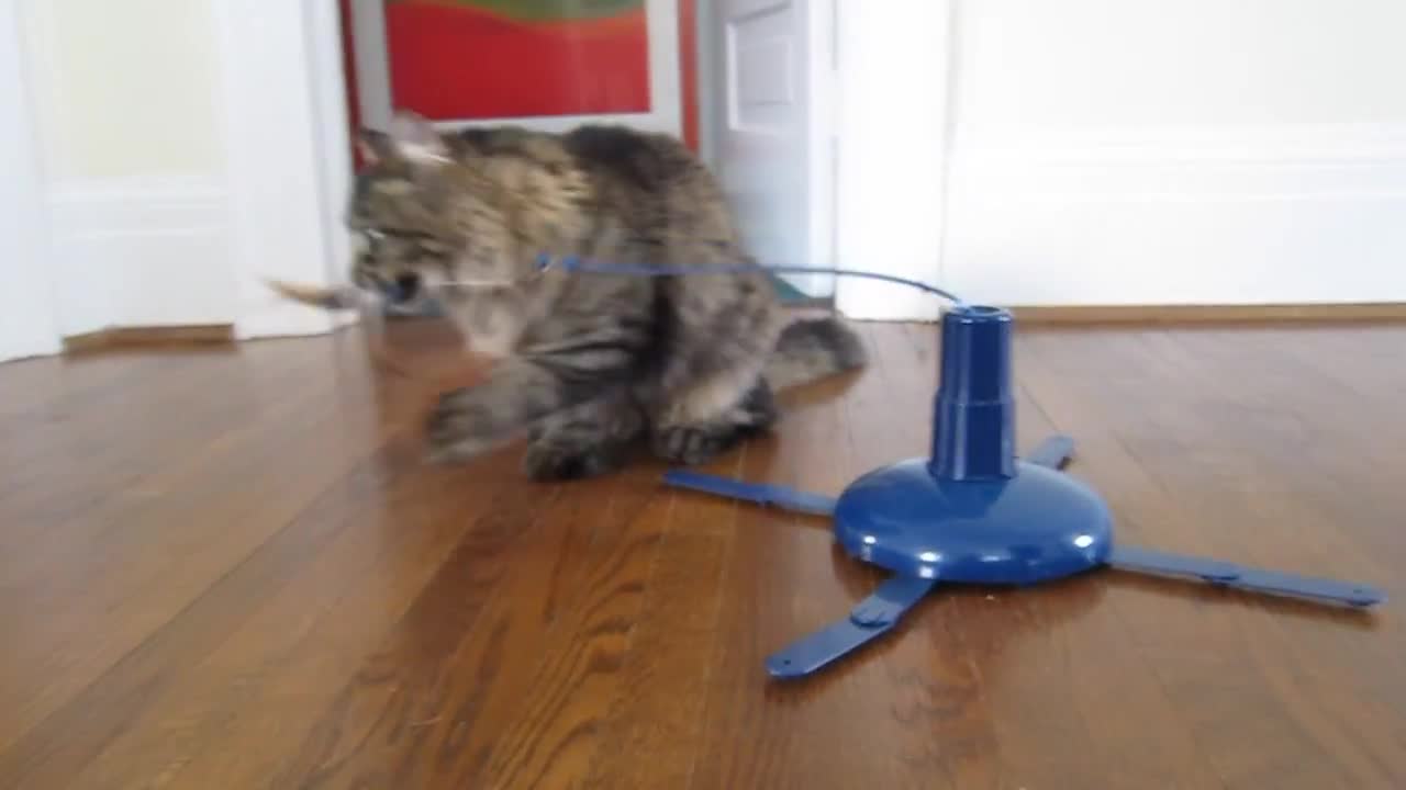 Funny kitty dragging his toy to the tunnel