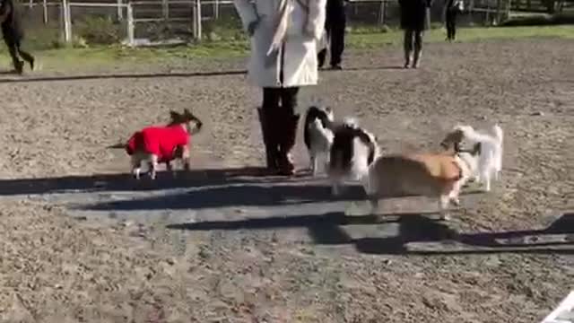 Woman in white jacket stands next to dogs at dog park