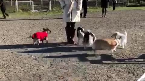 Woman in white jacket stands next to dogs at dog park