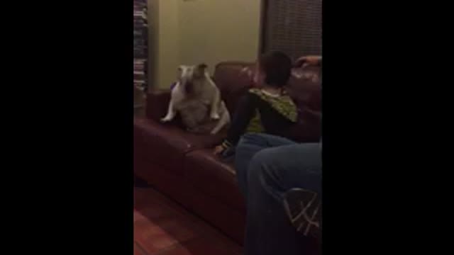 Toddler and English Bulldog dance together