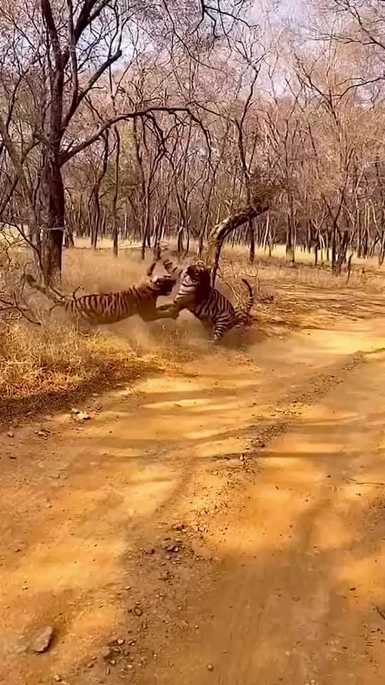 Tiger,Animal fighting