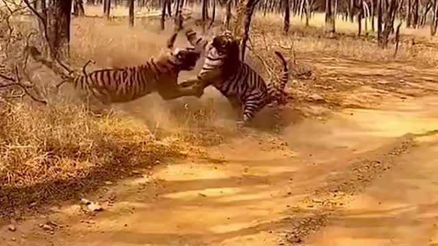 Tiger,Animal fighting