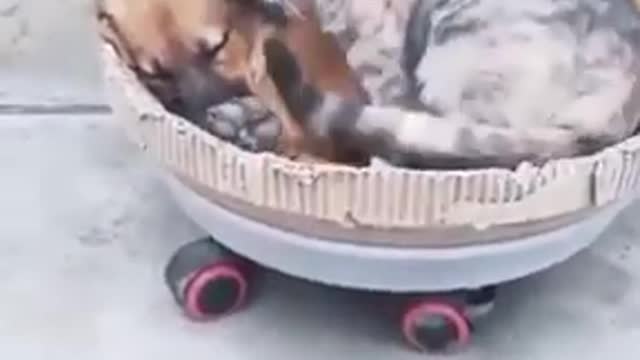 Funny animal,, cat laying on the body of a dog