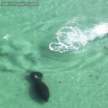 Man and Manatee Give Each Other a Scare at the Beach in Florida