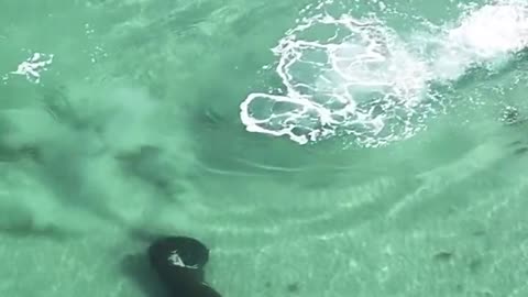 Man and Manatee Give Each Other a Scare at the Beach in Florida