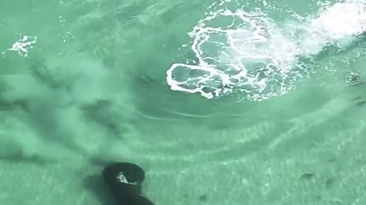 Man and Manatee Give Each Other a Scare at the Beach in Florida