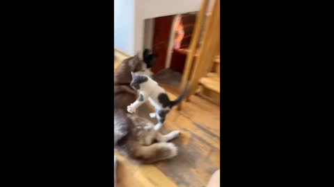 Dog cat funny video cat funny video dog funny videos