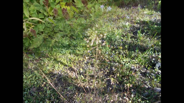 Spring in our Hearts~ song of the Wild Shepherds Purse