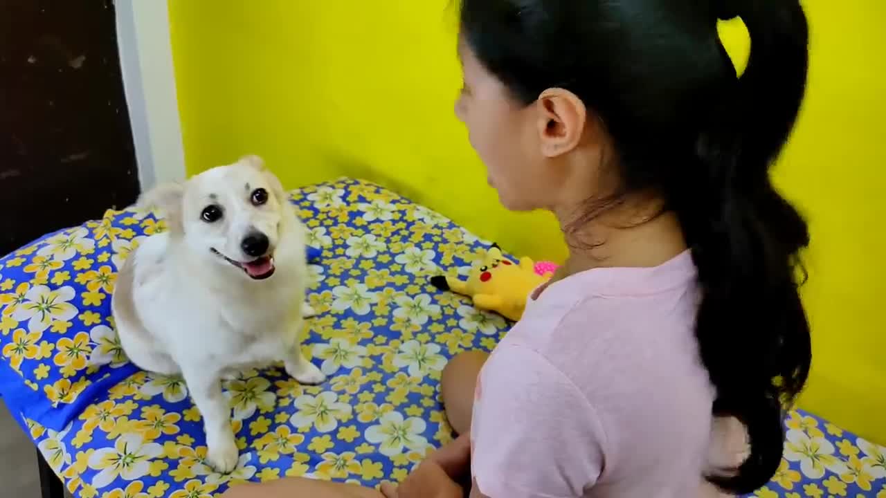 Funny talking dog video