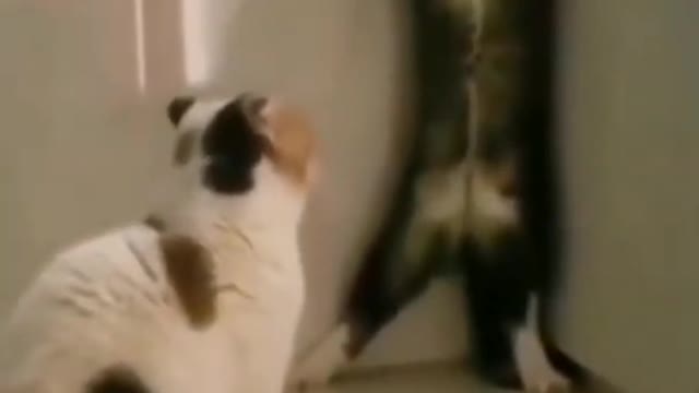 Cute cat fight #shorts #viral #funny #skgaur