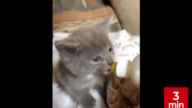 Best Funny Animal Videos 2022 #4