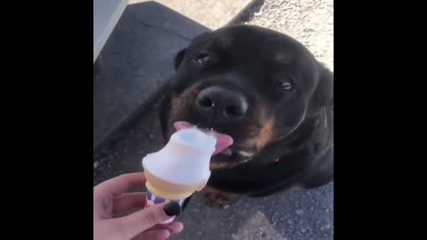 Best Animals 2 Minutes of Funny Cats and Dogs Videos