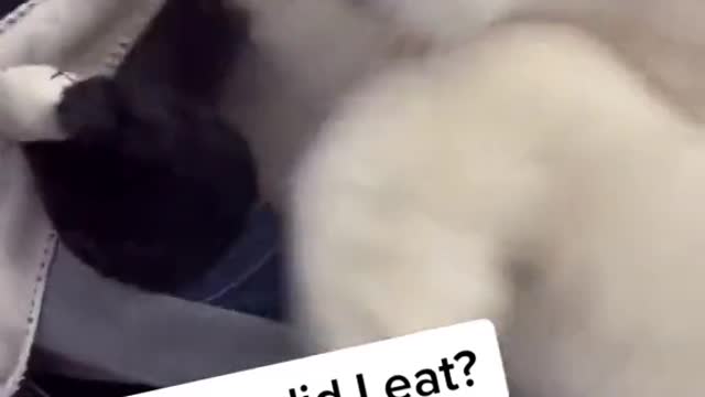 What do I Eat? Do not cheat me! |feed me!| Funny dog get cheated|I`m a good boy