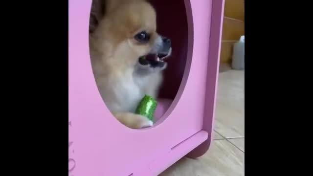 Do NOT touch my Cucumber