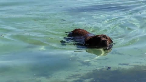 swimming dog videos