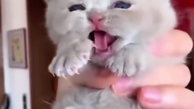 This Baby Munchkin Kitten Will Melt Your Heart