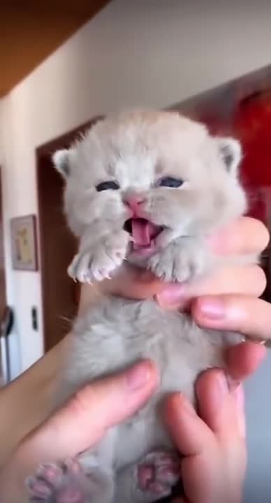 This Baby Munchkin Kitten Will Melt Your Heart