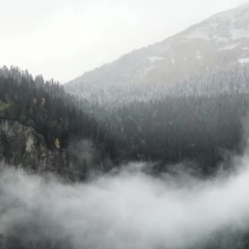 Winter Snow in Forest
