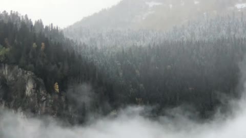 Winter Snow in Forest