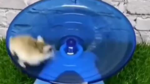 Hamsters playing turn by turn || must watch