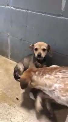Graban a una perrita ocultando a su bebé a punto de ser sacrificados para darles una oportunidad