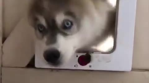 Funny and Cute Husky Puppies Compilation #9 - Cutest Husky