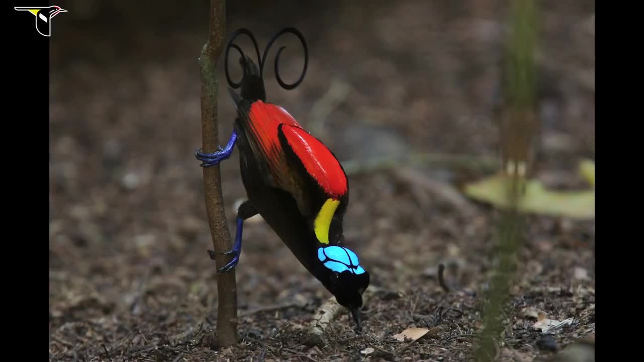 Birds-of-Paradise Project Introduction