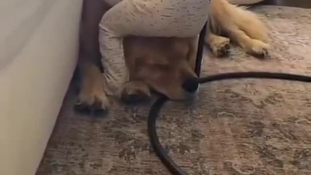 Little baby becomes friend with the dog