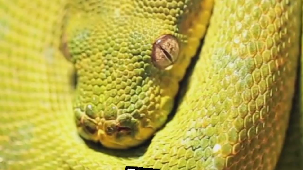 snakes that look dangerous but are actually harmless