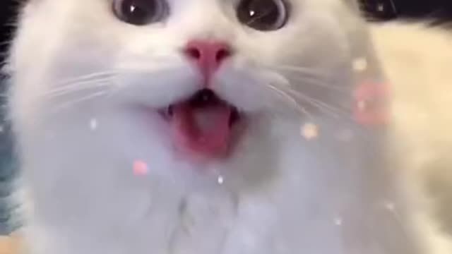 The Best Cute And Funny Cat Video #Short Video