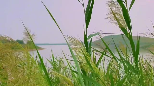 Green, green the reed. dew and frost gleam.