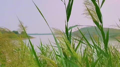Green, green the reed. dew and frost gleam.