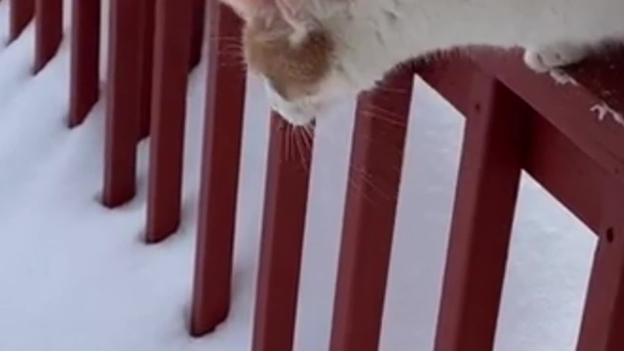 funny cats