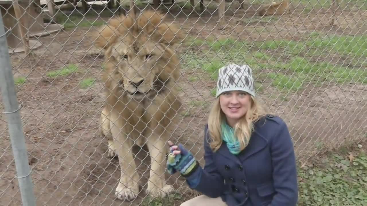 Lion's Roar Scares Reporter