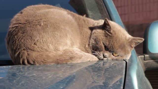 Cat is sleeping on the sofa