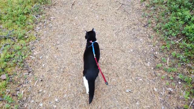 Hiking with your cat!