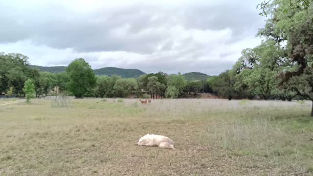 Deer Guard Dog Ignores Deer