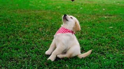 Dog Training Video